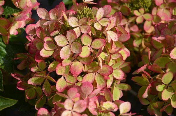 HYDRANGEA paniculata 'Pastelgreen' - Hortensia paniculé