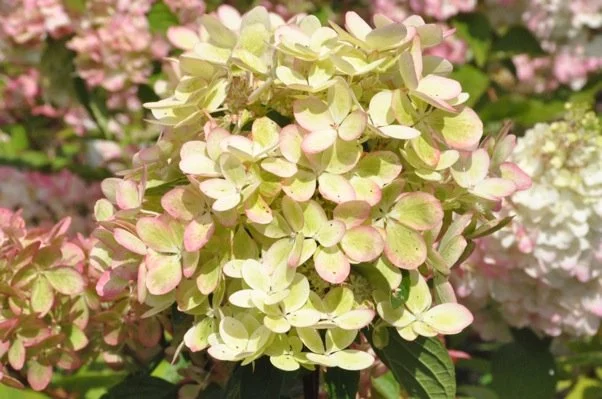 HYDRANGEA paniculata 'Pastelgreen' - Hortensia paniculé