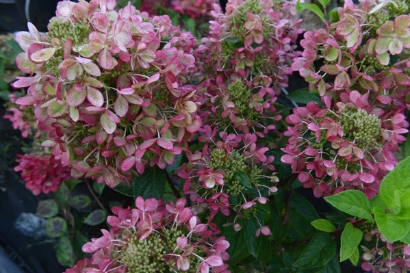 HYDRANGEA paniculata 'Pastelgreen' - Hortensia paniculé