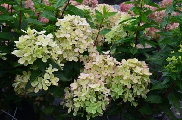 HYDRANGEA paniculata 'Pastelgreen' - Hortensia paniculé