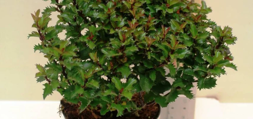 ILEX meserveae 'Little Rascal'® - Houx nain