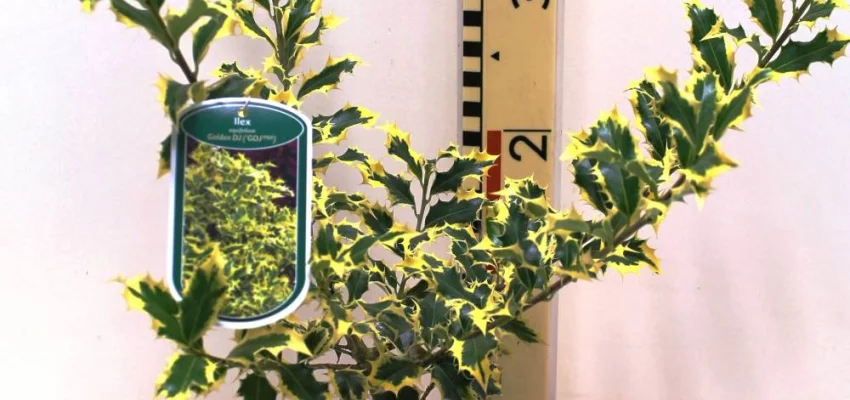 ILEX aquifolium 'Golden DJ' ® ('GDJ'®)
