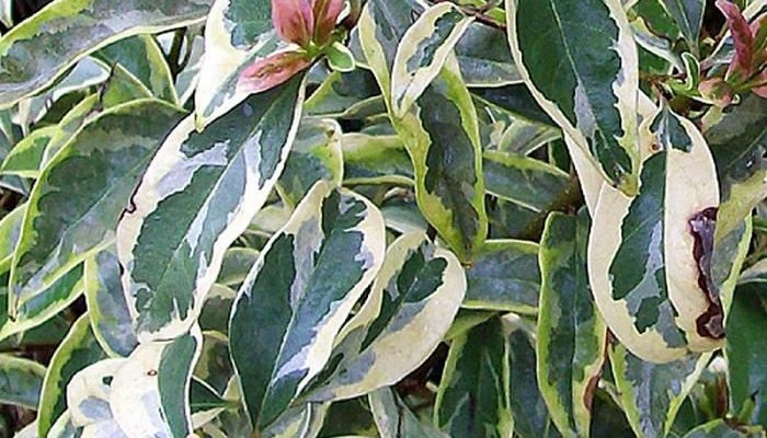 LIGUSTRUM lucidum excelsum Tricolor - Troème du Japon