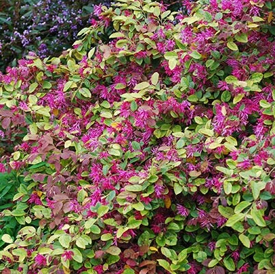 LOROPETALUM 'Daybreak's Flame'