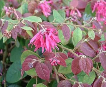 LOROPETALUM 'Ming Dynasty'