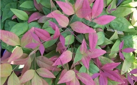 NANDINA domestica 'Blush Pink' ® ('Aka'®) - Bambou sacré