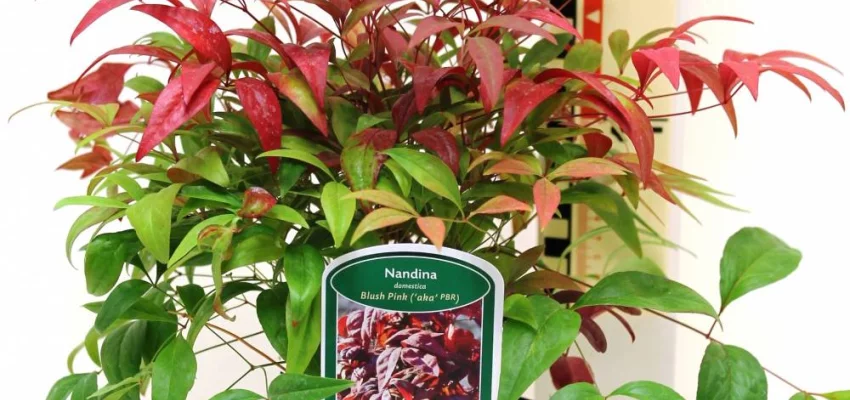 NANDINA domestica 'Blush Pink' ® ('Aka'®) - Bambou sacré