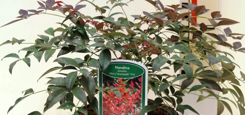 NANDINA domestica 'Flirt' ®('Murasaki'®) - Bambou sacré