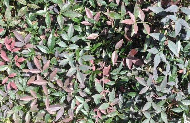 NANDINA domestica 'Flirt' ®('Murasaki'®) - Bambou sacré