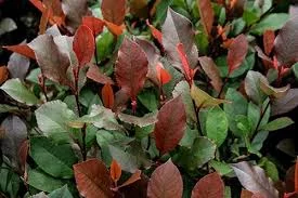 PHOTINIA fraseri 'Little Red Robin' - Photinia nain