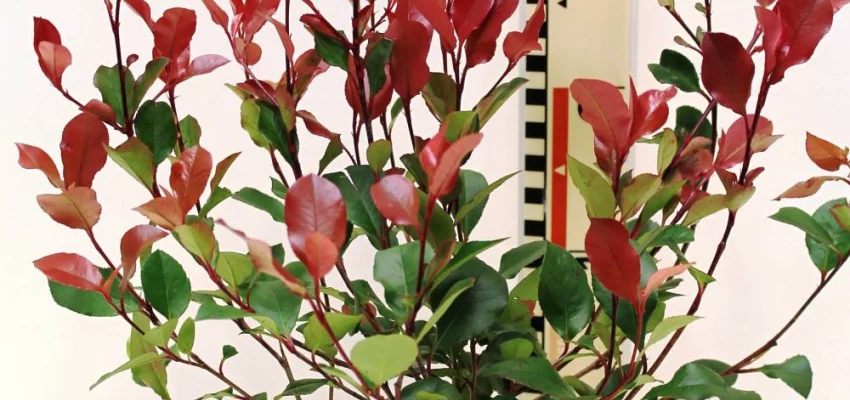 PHOTINIA fraseri 'Little Red Robin' - Photinia nain