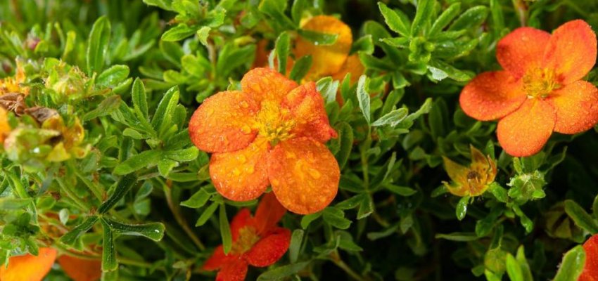 POTENTILLA fruticosa 'Bella Sol' - Potentille arbustive naine