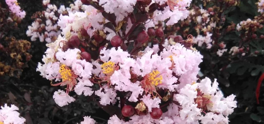 LAGERSTROEMIA indica Black Diamond 'Blush'® - Lilas des Indes