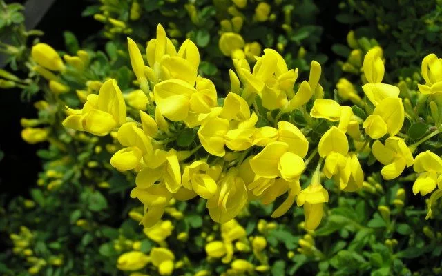 CYTISUS decubens - Genêt rampant