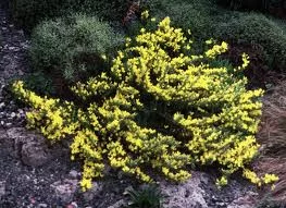 CYTISUS decubens - Genêt rampant