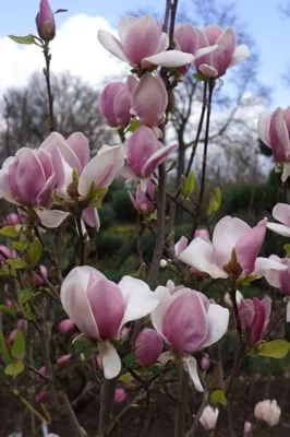 MAGNOLIA soulangeana 'Cameo' - Magnolia de Soulange