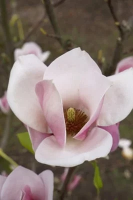 MAGNOLIA soulangeana 'Cameo' - Magnolia de Soulange