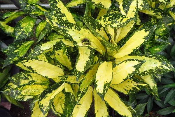 AUCUBA japonica 'Pictura'