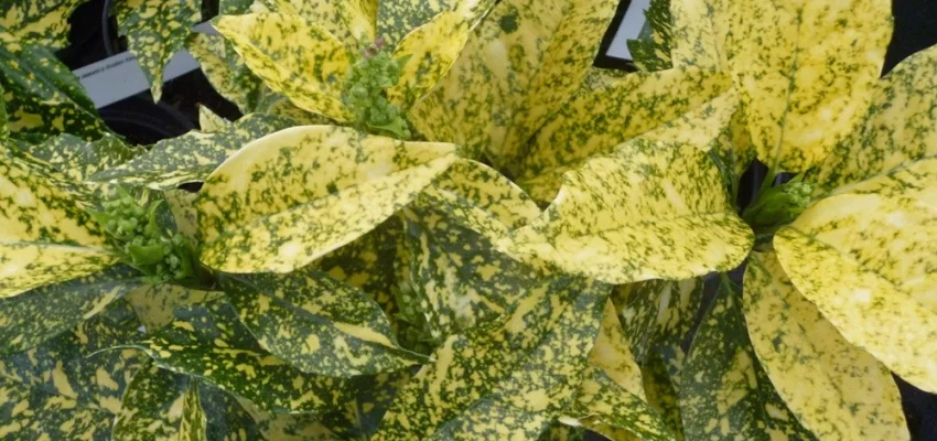 AUCUBA japonica 'Golden King' - Aucuba à feuilles dorées