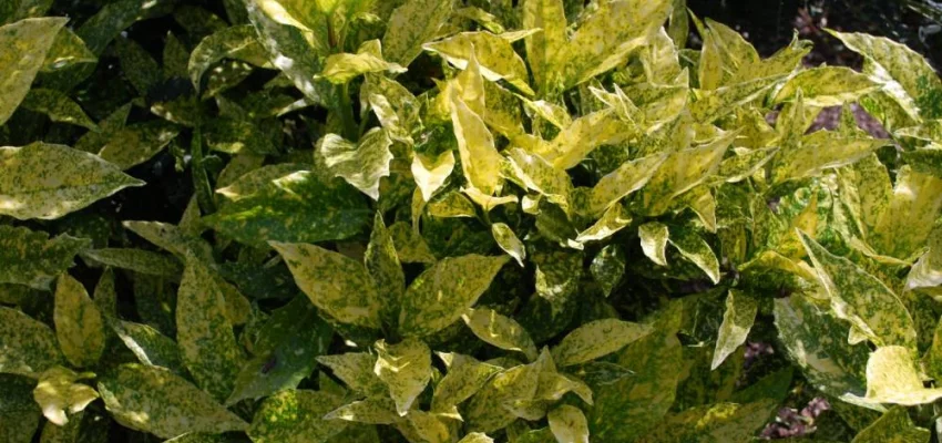 AUCUBA japonica 'Golden King'