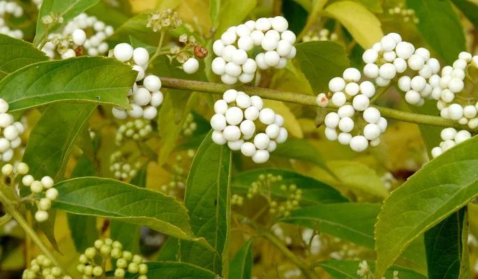 CALLICARPA bodinieri 'Leucocarpa' - Arbre aux bonbons blanc