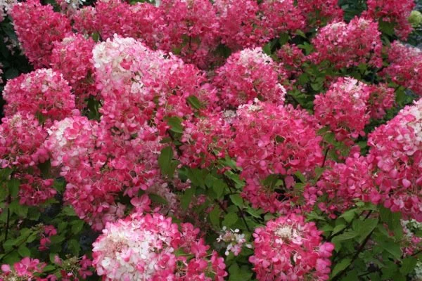 HYDRANGEA paniculata 'Diamant Rouge' - Hortensia paniculé