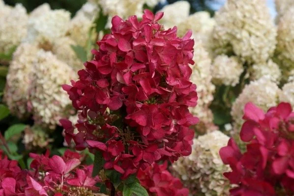 HYDRANGEA paniculata 'Diamant Rouge' - Hortensia paniculé