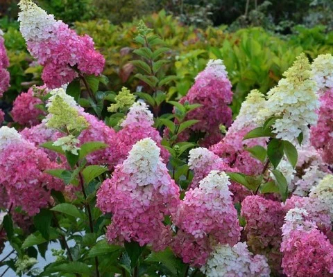 HYDRANGEA paniculata 'Sundae Fraise'® - Hortensia paniculé