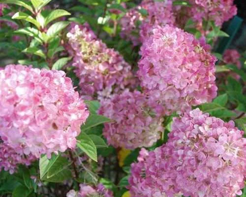 HYDRANGEA paniculata 'Sundae Fraise'® - Hortensia paniculé