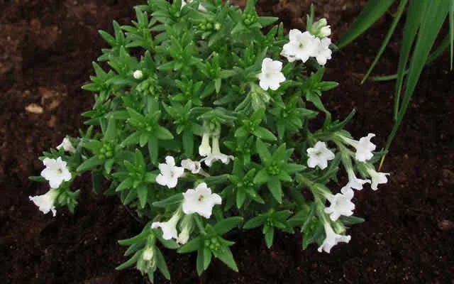 LITHODORA diffusa 'Alba' - Grémil