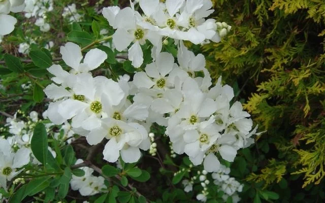 EXOCHORDA serratifolia 'Snow White' - Buisson de perles