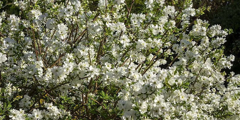 EXOCHORDA serratifolia 'Snow White' - Buisson de perles