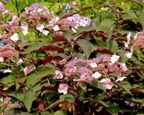 HYDRANGEA aspera 'Hot Chocolate' - Hortensia asperra brun