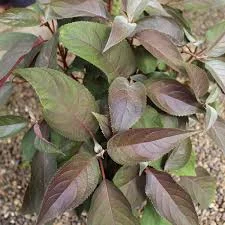 HYDRANGEA aspera 'Hot Chocolate' - Hortensia asperra