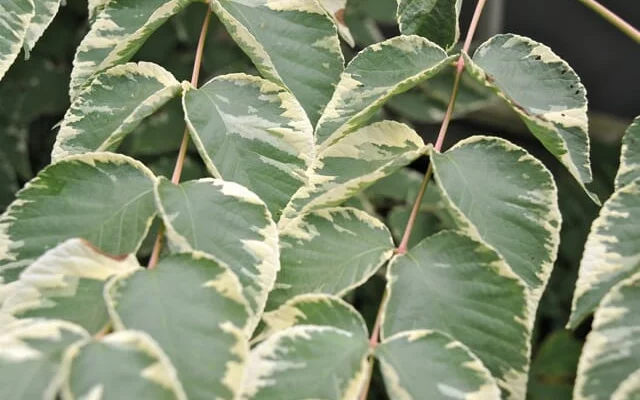 ARALIA elata 'Golden Umbrella' - Angélique en arbre doré