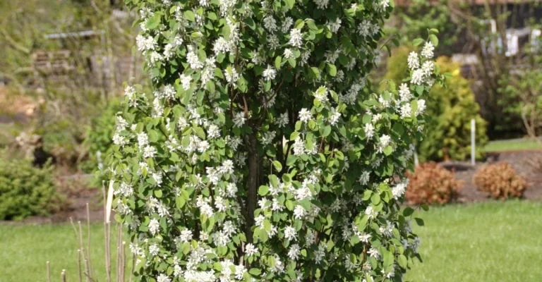 AMELANCHIER alnifolia 'Obelisk'® - Amélanhier à feuille d'aulne