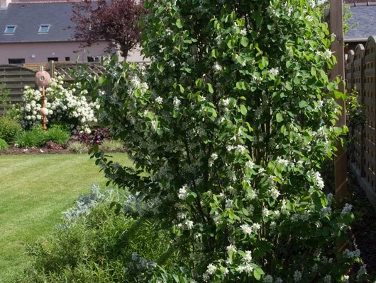 AMELANCHIER alnifolia 'Obelisk'® - Amélanhier à feuille d'aulne