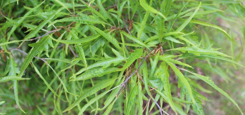 FAGUS sylvatica 'Mercedes' - Hêtre nain à feuilles découpées