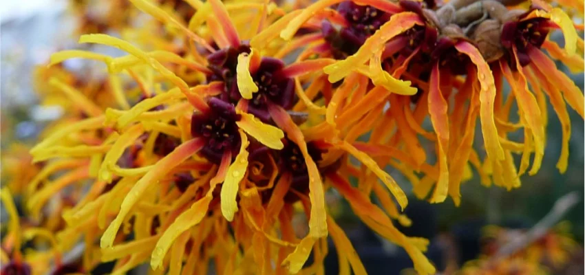 HAMAMELIS intermedia 'Orange Beauty' - Noisetier de Sorcière