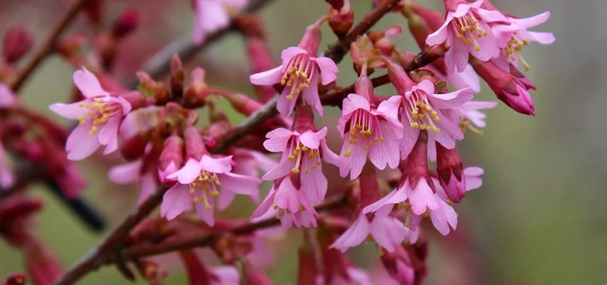 PRUNUS 'Okame' - Cerisier à fleurs