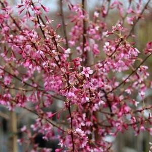 PRUNUS 'Okame' - Cerisier à fleurs
