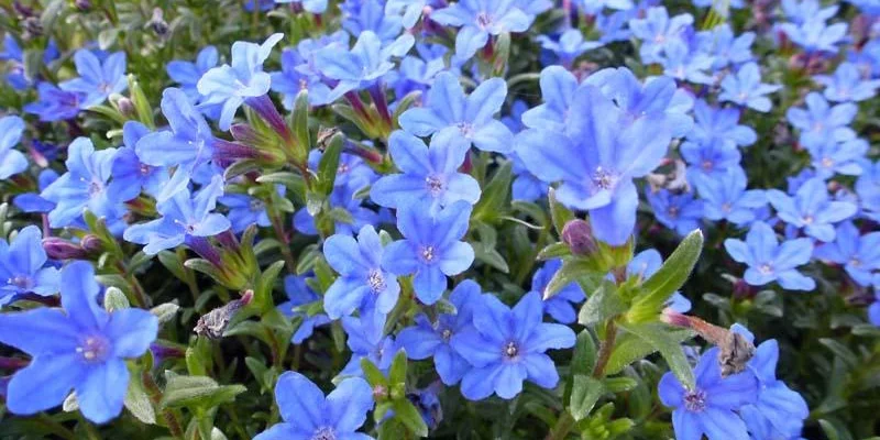 LITHODORA diffusa 'Heavenly Blue' - Grémil