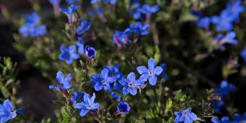 LITHODORA diffusa 'Heavenly Blue' - Grémil