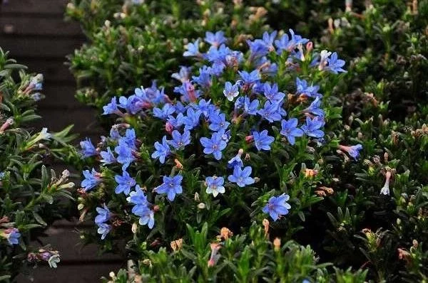 LITHODORA diffusa 'Heavenly Blue' - Grémil