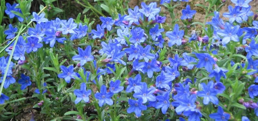 LITHODORA diffusa 'Heavenly Blue' - Grémil