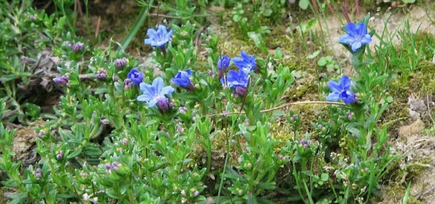 LITHODORA diffusa 'Heavenly Blue' - Grémil