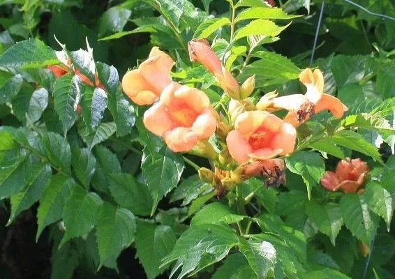 CAMPSIS radicans 'Indian Summer' - Bignone de Virginie