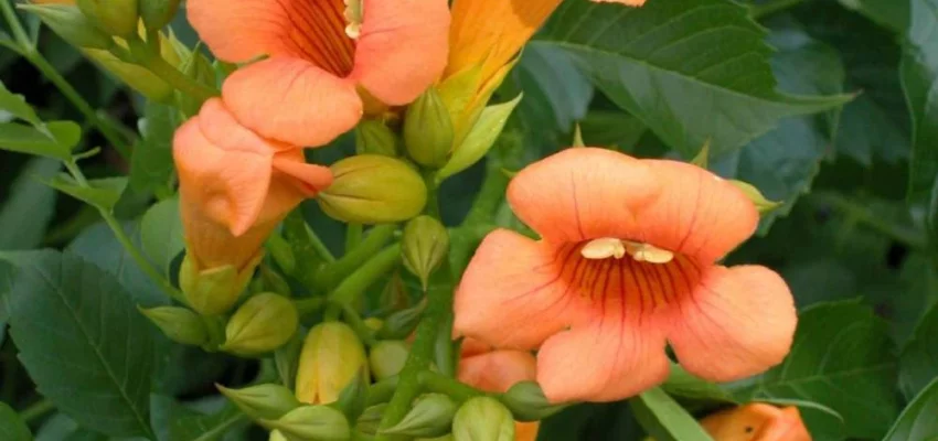 CAMPSIS radicans 'Indian Summer' - Bignone de Virginie