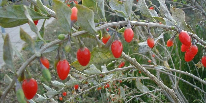 LYCIUM barbarum / Baies de Goji - Baies de Goji