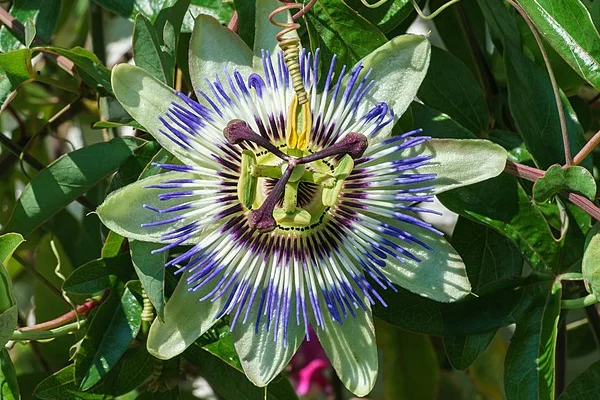 PASSIFLORA caruela - Passiflore